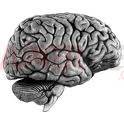 cerveau humain